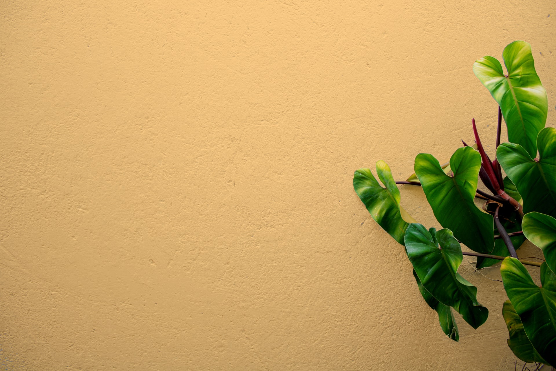 green leaves on white wall